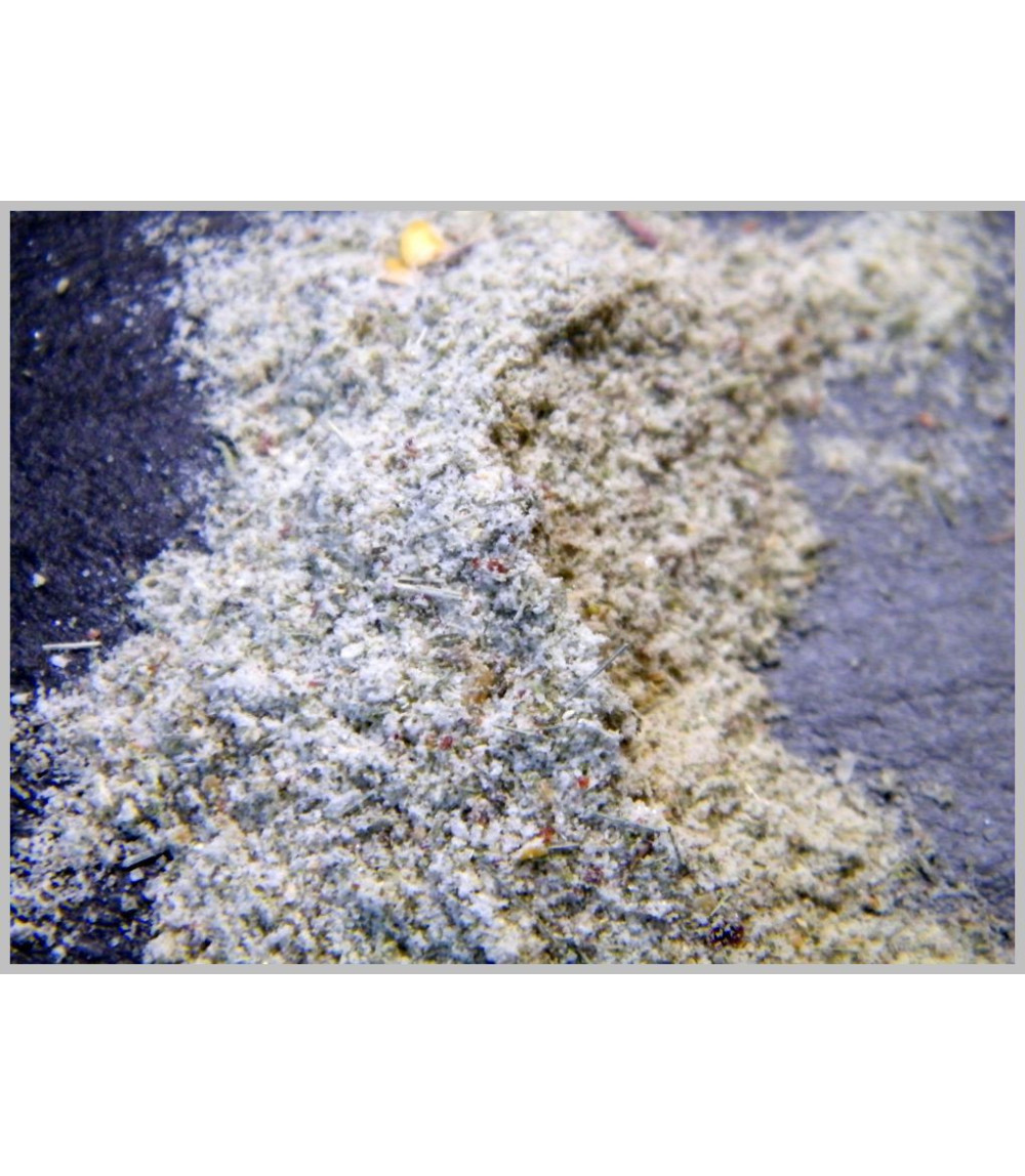 Fisch Rub "Hiddensee" 50 Gramm