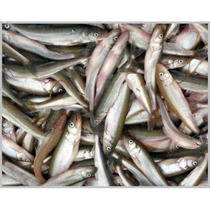 Stint Roggen Fischpanade 200 Gramm